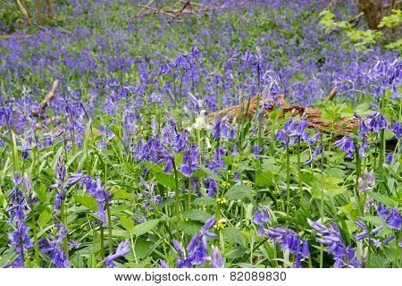 White Bluebell
