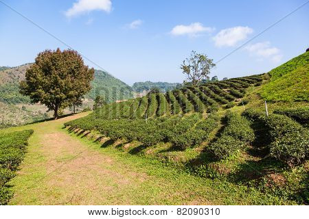 Tea plantation at Doi Mae Salong Chiang Rai Thailand