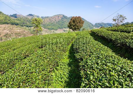 Tea plantation in Mae Salong, Thailand