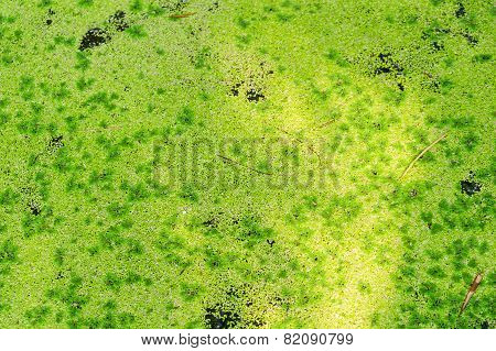 Green Algea In Canal