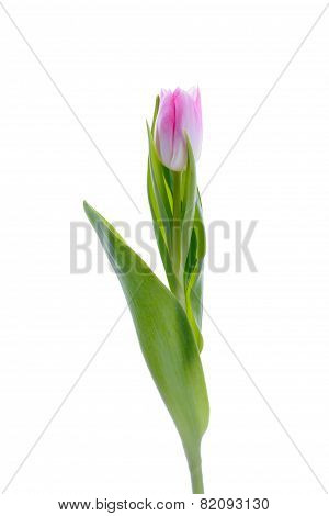 Lilac tulip on white background