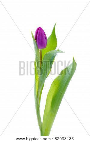 Purple tulip