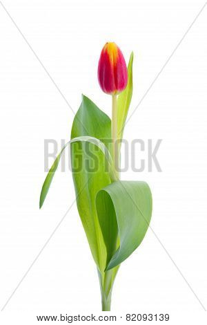 Red yellow tulip on white background