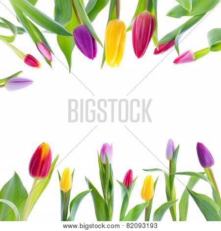 Colorful tulips on white background