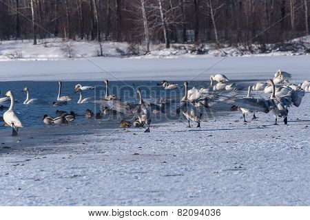 Swan Lake Winter Birds Dance