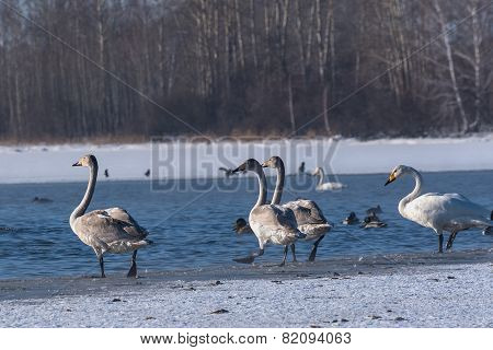 Swan Lake Winter Birds