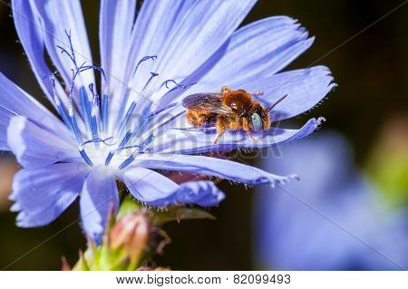 Bee