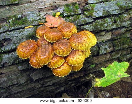 Orange Pilze auf einem Baumstamm