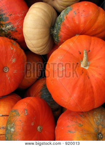 Kürbisse: Herbstfarben