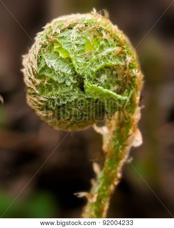 Young Curly Leaf Of Fern