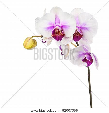 Blooming Twig Of White Purple Orchid Isolated On White Background.