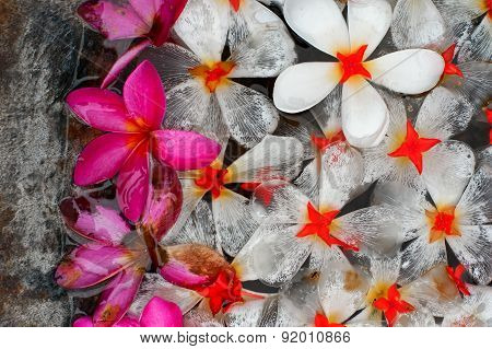 Flowers in the water