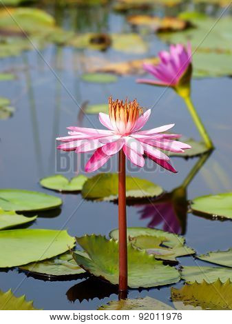 sweet pink lotus