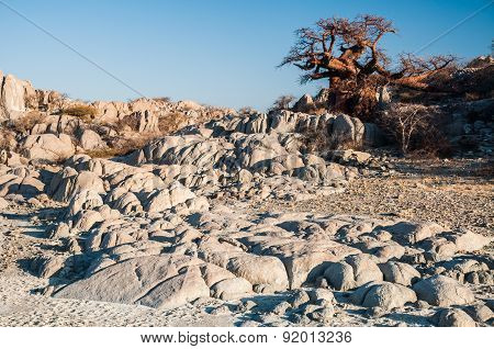 Boabab On Granite Rocks
