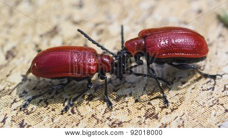 Two Scarlet Lily Beetle