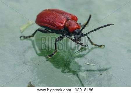 Scarlet Lily Beetle