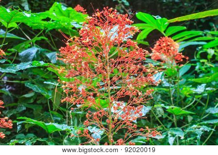 Clerodendrum Paniculatum or Pagoda Flower