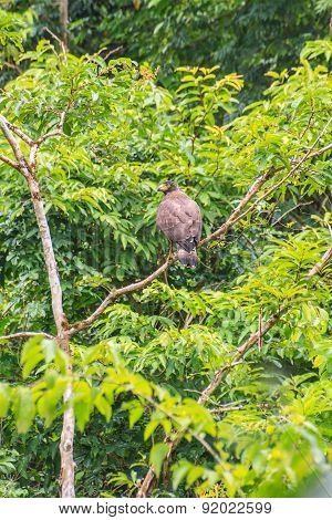 Crested Serpent Eagle resting on a perch
