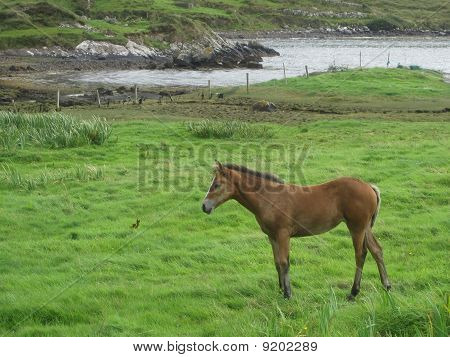 A Horse On The Grass Near The Ocean Fiord, In Sky Road, Clifden, Ireland