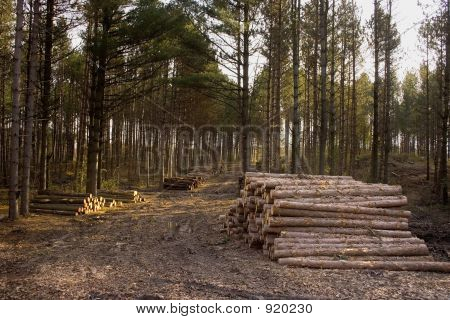 Log Stacked  On Logging Road