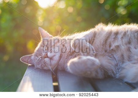 Cat Lying On Bench In Backlight At Sunset