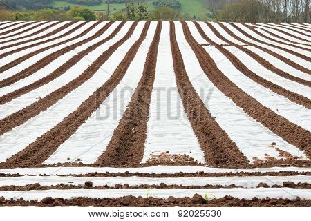 Polytunnel Field