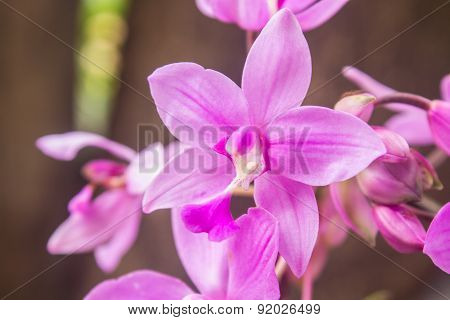 Spathoglottis Plicata purple orchids