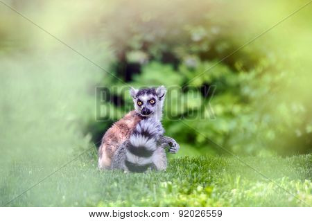 Lemur Sitting On Grass