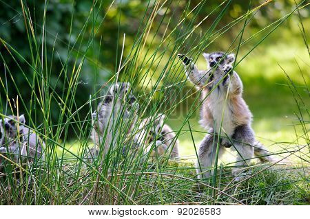 Lemur Choosing Straw To Eat