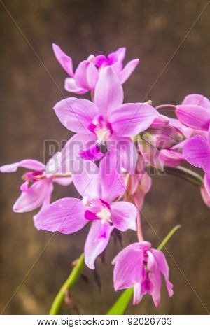 Spathoglottis Plicata purple orchids