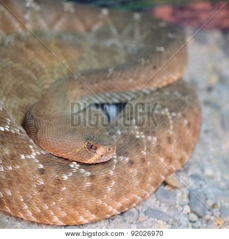 The image of a snake