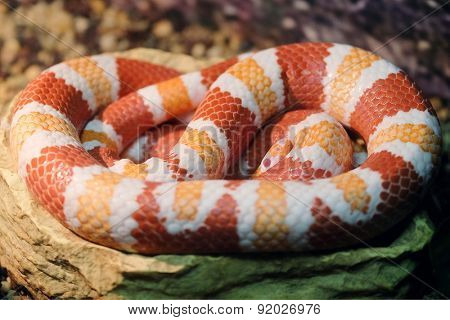The image of a snake