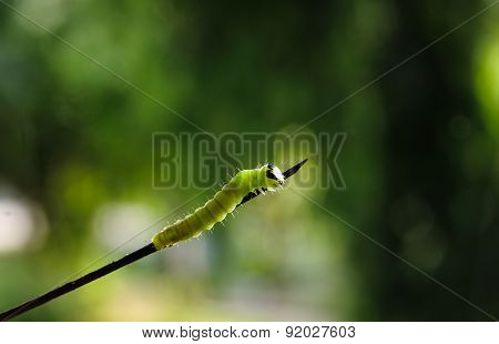 Worms, Insect Larvae Complete Life Cycle