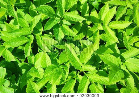 Ground Elder Close Up