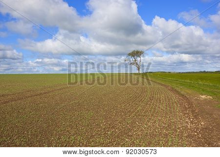 Newly Planted Springtime Pea Field