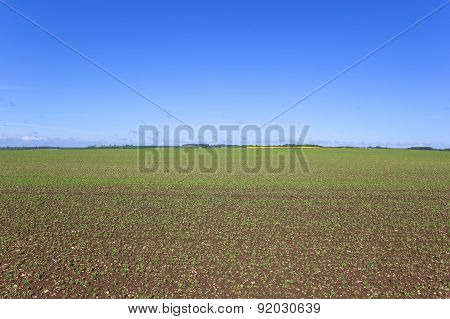 Springtime Pea Field