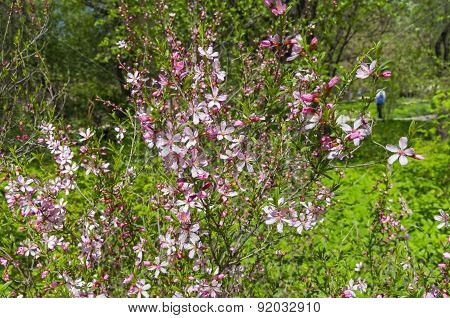 Flowering Bush Of Almond Steppe.