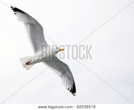 Single seagull in flight