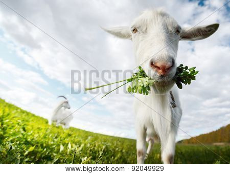 Close up shot of the goat with bunch of green lush grass on the summer meadow