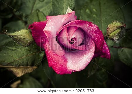 Red rose with water droplets
