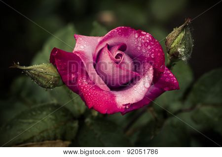 Red rose with water droplets