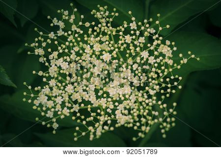 Elderflower blossoms