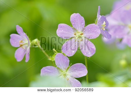 Wild Geraniums After A Spring Rain