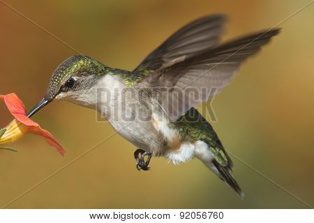 Ruby-throated Hummingbird (archilochus Colubris)
