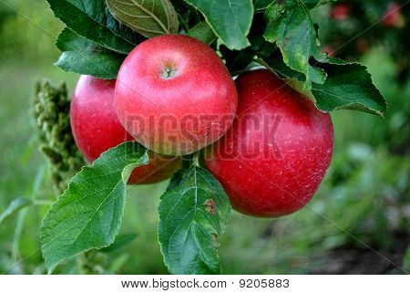 Tres manzanas de maduración en el árbol