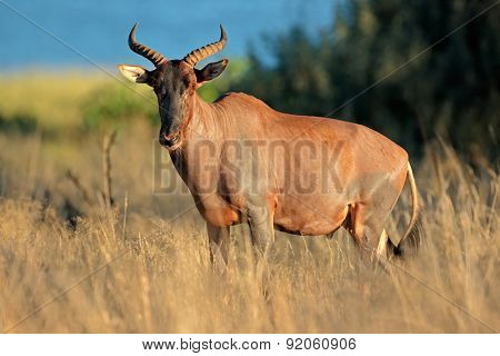 Rare tsessebe antelope (Damaliscus lunatus) in natural habitat, South Africa 