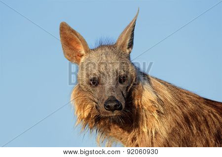Portrait of a brown hyena (Hyaena brunnea) against a blue sky, Kalahari desert, South Africa 