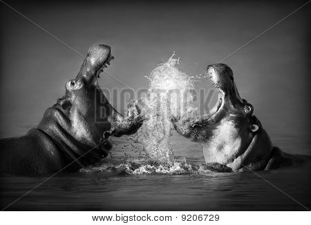 Combattimento di ippopotamo