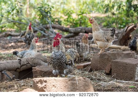 Beautiful Rooster