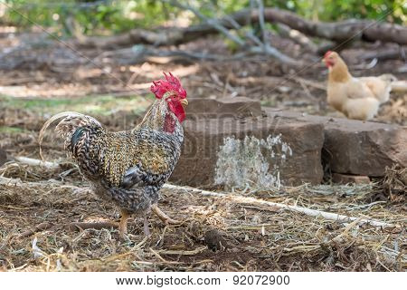 Beautiful Rooster